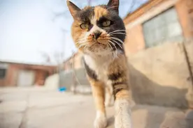 遍地是猫的伊斯坦布尔图片