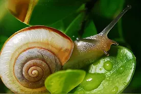 蜗牛的八大特点，你知道吗？图片