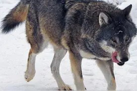 一只连续咬死咬伤马牛羊猎狗和人的疯狼，竟被钓鱼郎徒手扼死图片