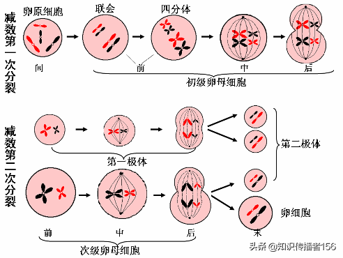 生物必修2复习知识点