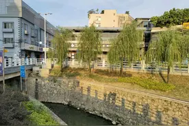 广州一居民河，许多大鱼在水面悠闲游荡，为何无人捕捞？图片