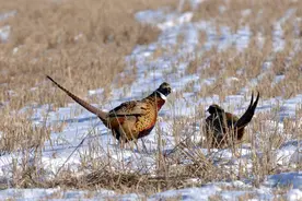 农村俗语“上岸甲鱼莫伸手，下山野鸡不能追”，为啥呢？答案来了图片