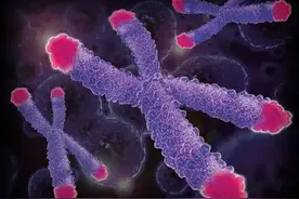 初步认识“端粒”图片