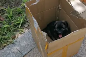 湖北：前白后黑的小狗被遗弃，小伙收留，网友：乌云盖白雪，好狗图片