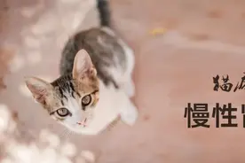 猫病特辑 | 慢性肾病图片