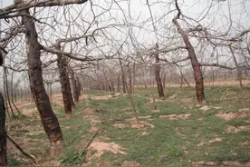 果树​花前花期管理至关重要图片