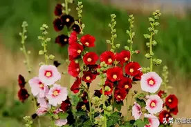 八年婚姻，带给我的只有悔恨图片