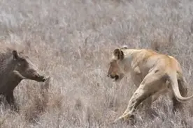 饥饿母狮遇到巨大的公疣猪，一个致命错误让战斗数秒就结束图片