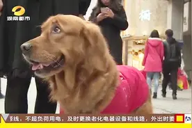 带着导盲犬去公共场所是否有障碍？对酒店和公共场所进行测试！视频封面