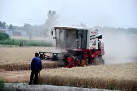 中午管饭，11天赚4213元，农村大妈干插秧，为何后来不干了？图片