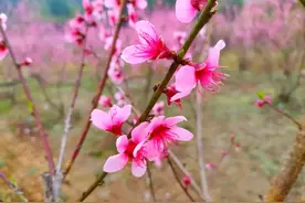 腾冲北海十里桃花竞相绽放图片