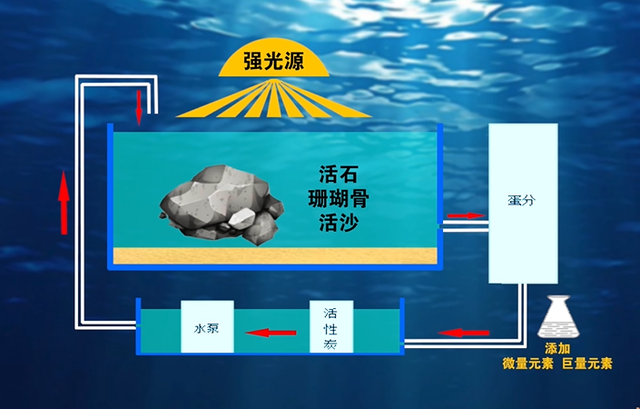 活石！海水鱼缸的核心之一