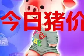 生猪价格｜3月19日全国生猪今日价格汇总及生猪市场信息解读图片