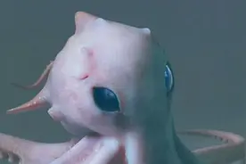 《大章鱼》今日震撼上映！深海巨章，变异侵袭图片