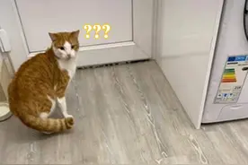 爱猫走失后，主人发布寻猫启事，却意外得到两只“一模一样”的猫图片