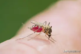 极端暴雪会冻死蚊子吗？今冬如此之冷，来年蚊子数量会减少吗？图片
