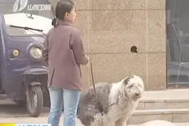 各地陆续出台最严养狗办法：遛狗不栓绳，没收捕杀！视频封面