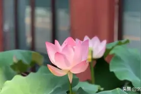 拿出你的小本本！中考常见十类成语误用汇编在此图片