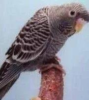 黄绿鱼鳞鹦鹉
