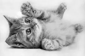 猫咪的铅笔素描画 非常细腻真实图片