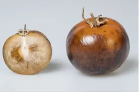 英研究人员开发出富含左旋多巴的番茄品种图片