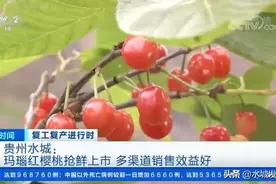 发耳的玛瑙红樱桃上了央视，实力霸屏一分钟！馋哭了全国人民图片