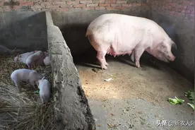 养母猪，猪栏是地栏好，还是限位栏好，如何把优点做到最大化。图片
