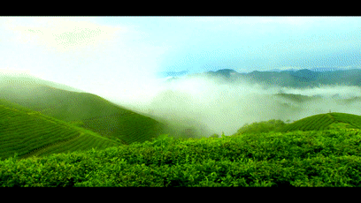 余庆茶飘香“北国春城”