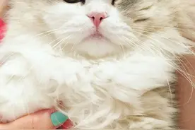 小天使一样的喵，大眼睛萌出血，颜值太高啦图片