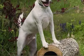 英国兽医为帮助畸形小狗，成功进行世界首例切除生殖器手术图片