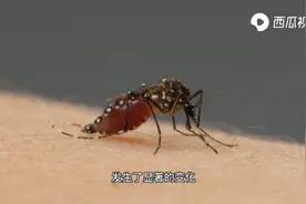 为什么有的人特招蚊子？跟血型体质性别有关吗？西瓜视频为您揭晓图片