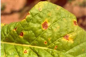 烟草赤星病防治丨提高烟草的抵抗能力，配合农药科学防治病害图片