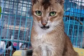 长太丑没人要，猫咪生病被割去双耳，却因祸得福找到新家图片
