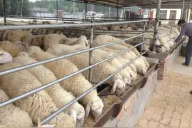 这5种常见的秸秆，养牛羊必备，但它们的营养如何，怎么处理更好图片