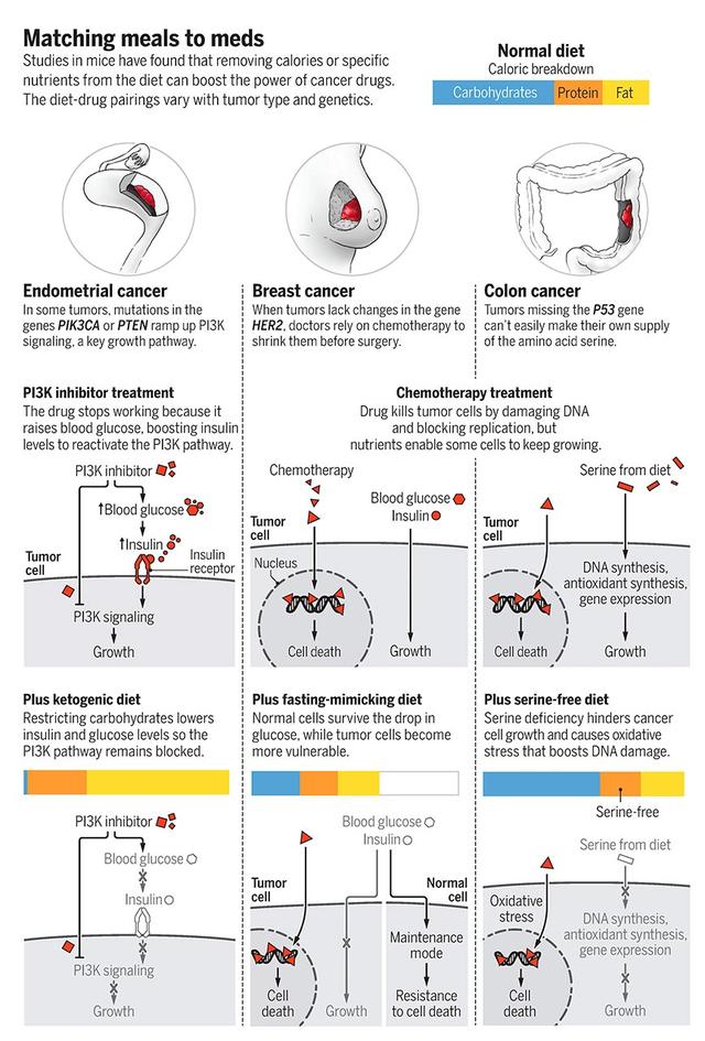 Science：三类特殊饮食或可辅助抗癌
