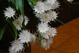 网红盆栽花“月下姬美人”—丰花勤花，芬芳馥郁，室内也能种植图片