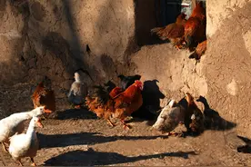 @贵州人注意，最新目录出炉，养殖这些动物不违法图片