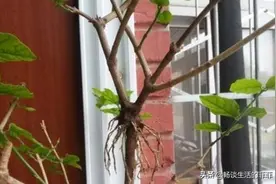 茉莉花的高空压条方法图片