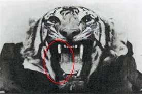 牙坏了就来吃人？一生杀害436人，被列入吉尼斯记录的母老虎图片