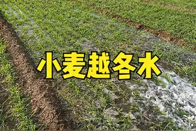 土壤湿度大，小麦还浇不浇越冬水？今年情况特殊，别做错了图片