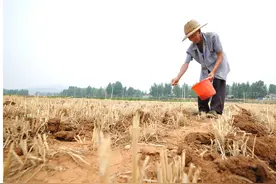 农村俗语“夏至如有雨，瓮里米生虫”，夏至下雨好不好？答案来了图片