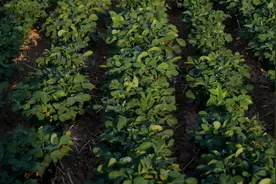 花生要高产，种植户第一步别做错了，3个问题要注意图片