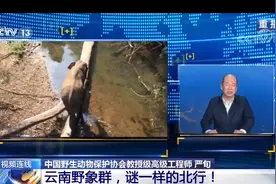 云南野象群会调头回去吗？人类干预如何才能奏效？专家解读图片