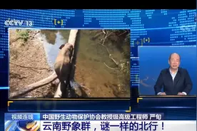云南野象群会调头回去吗？人类干预如何才能奏效？专家解读图片