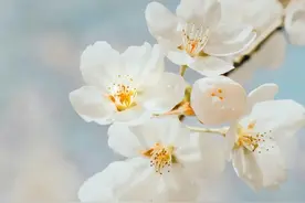 常有慈悲怜愍心《大智度论》图片