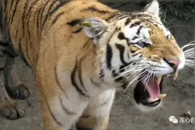 行者无疆之黑龙江：在哈尔滨虎园喂老虎图片