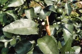 柑橘放不出秋梢怎么办？现在补救还来得及图片
