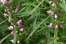 十个女人九个腰疼，此物熬粥吃，腰不疼、腿不麻、浑身好自在图片