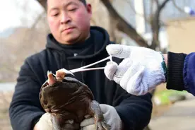 污水处理厂发现了怪物，像婴儿一样哭叫，谁都不清楚是怎么进来的图片