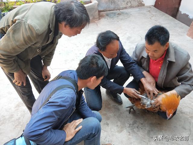 家禽“蛋白质-氨基酸”辩证关系及缺乏症防治